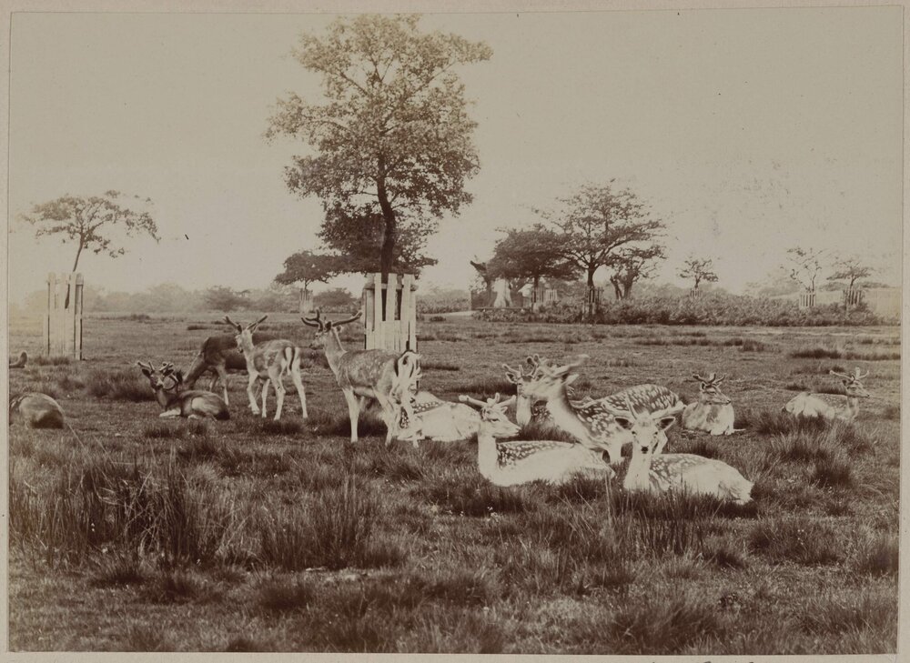 Deer in Richmond Park