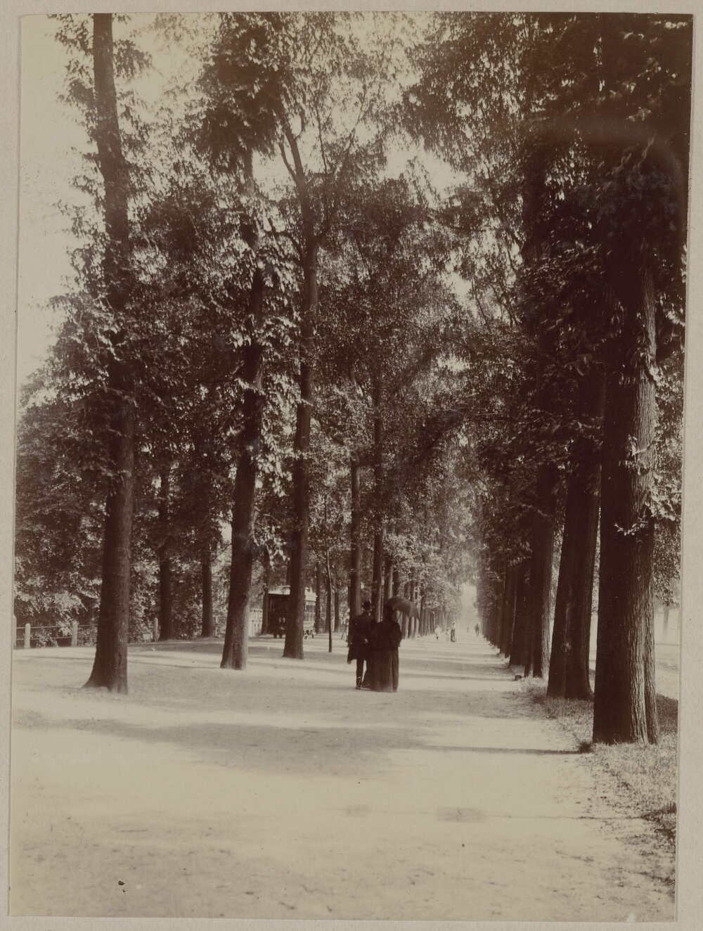 Avenue leading to Botanic Gardens, Rotterdam