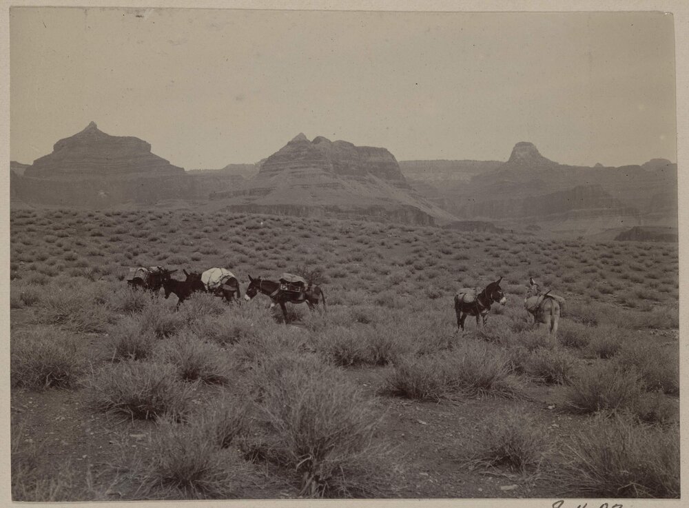 Pack train on plateau of Grand Canyon