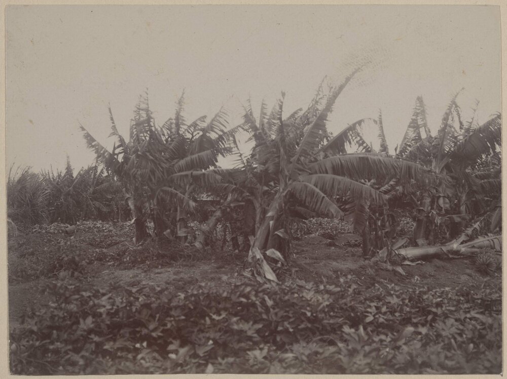 In a Chinese banana plantation