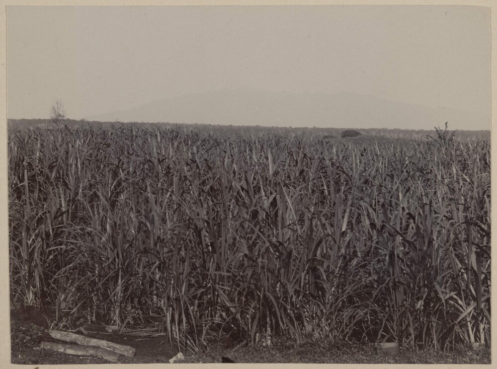 Sugar Plantation, Hilo, Hawaii