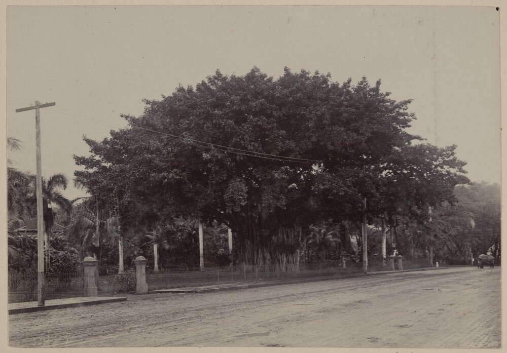 Banyan Tree, Honolulu