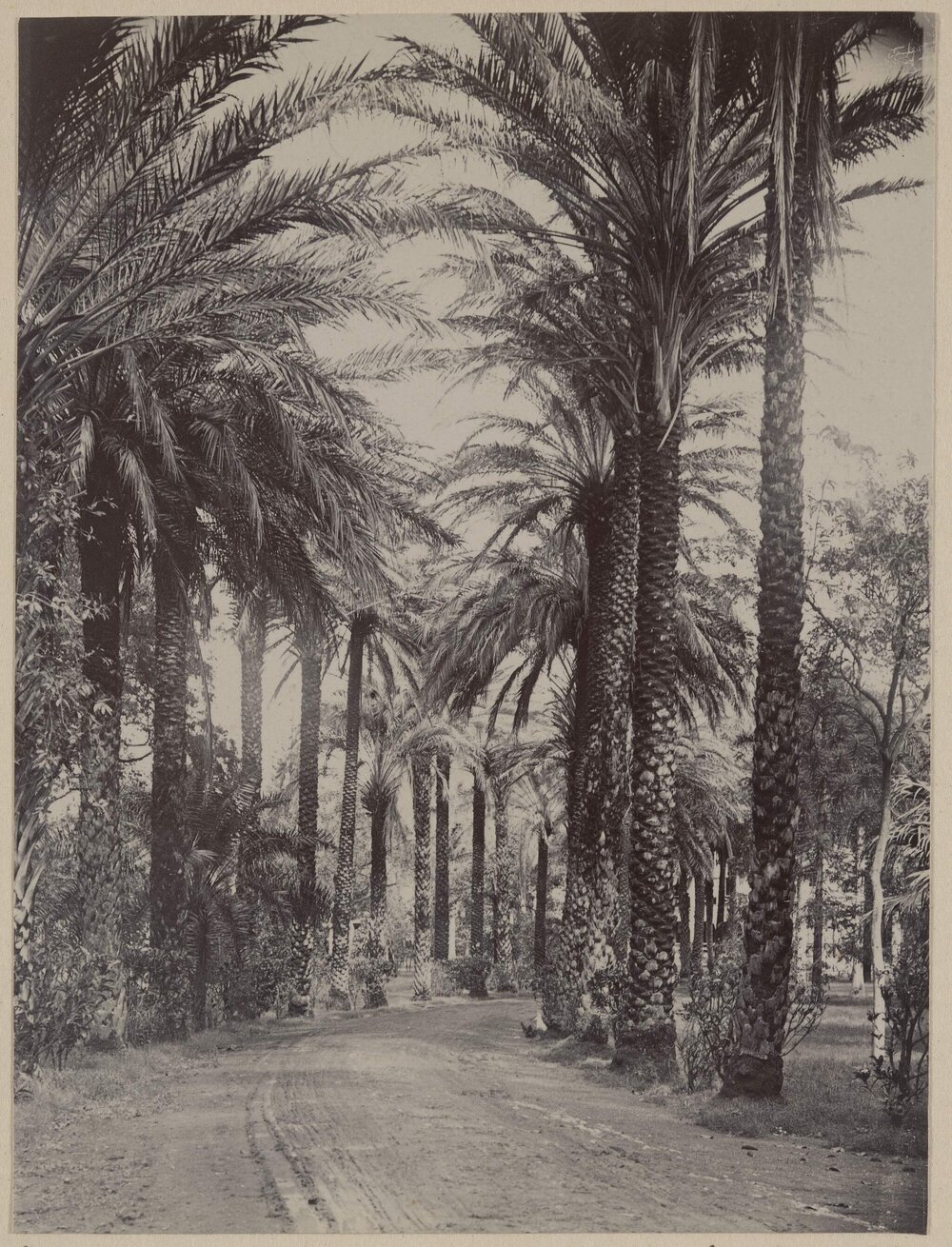 Drive to the Queen's Hospital, Honolulu