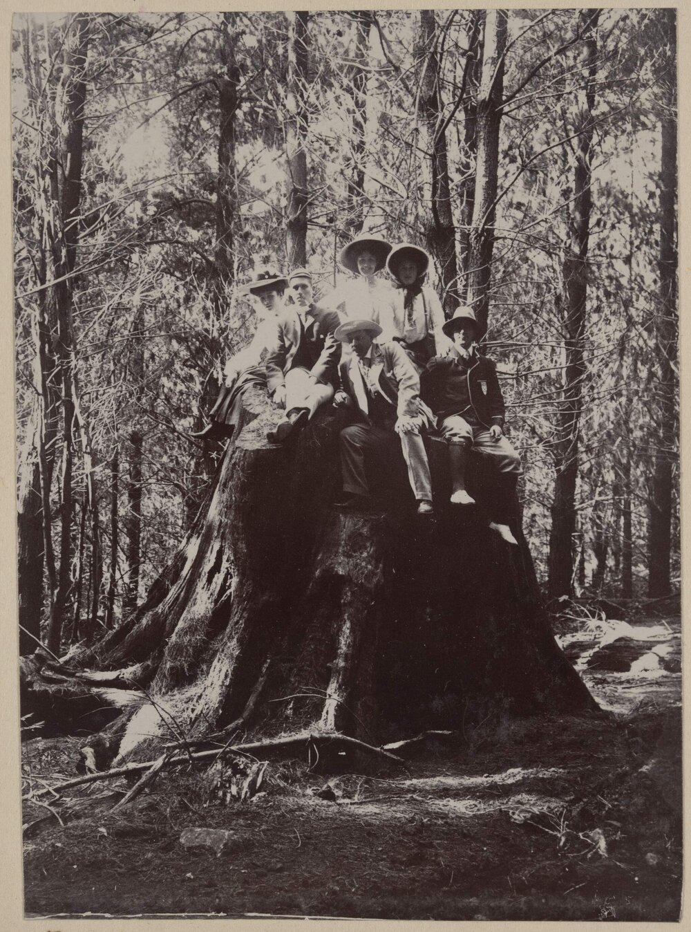 In the pine forest - Macedon