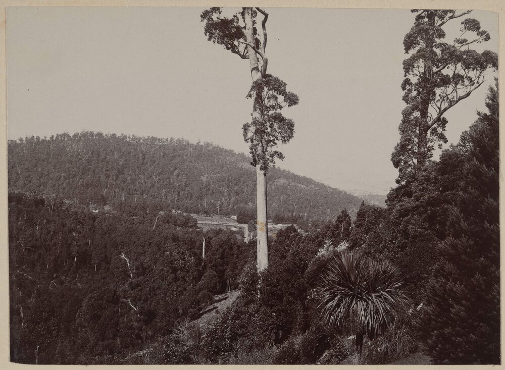 View from Hascombe lawn