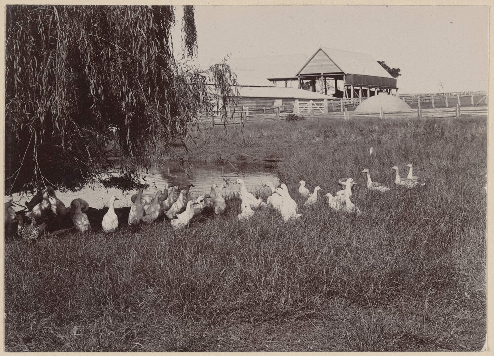 Coolart poultry yard