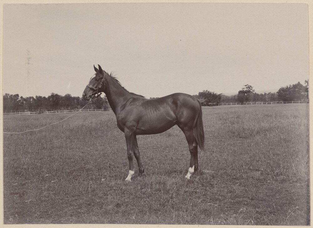 [Horse in paddock]