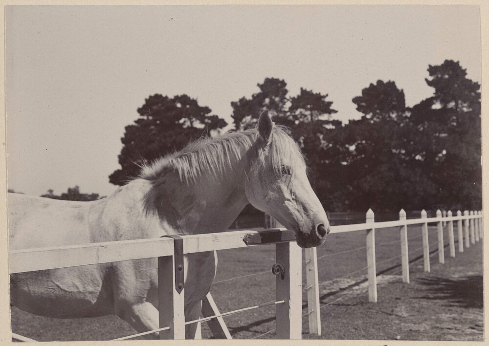 [Horse standing at fence]