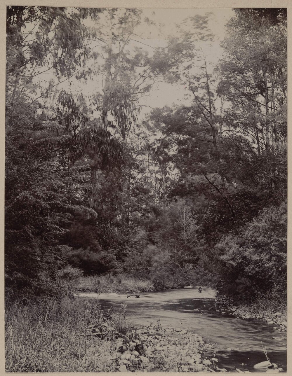 The Maroondah [river]