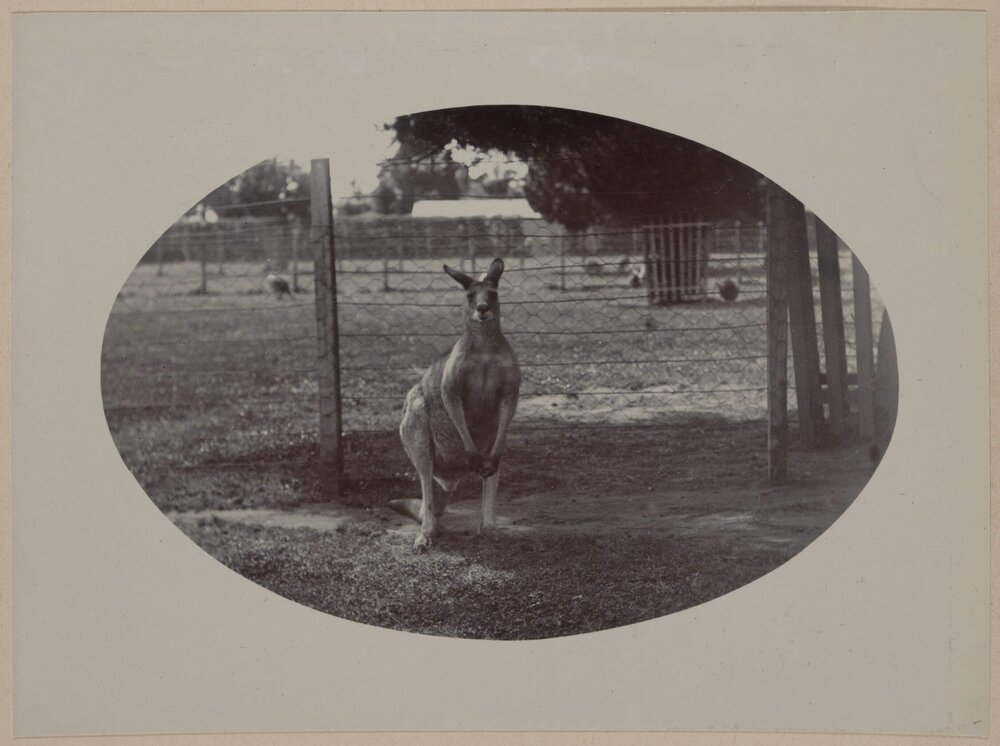 In the Zoo [kangaroo]