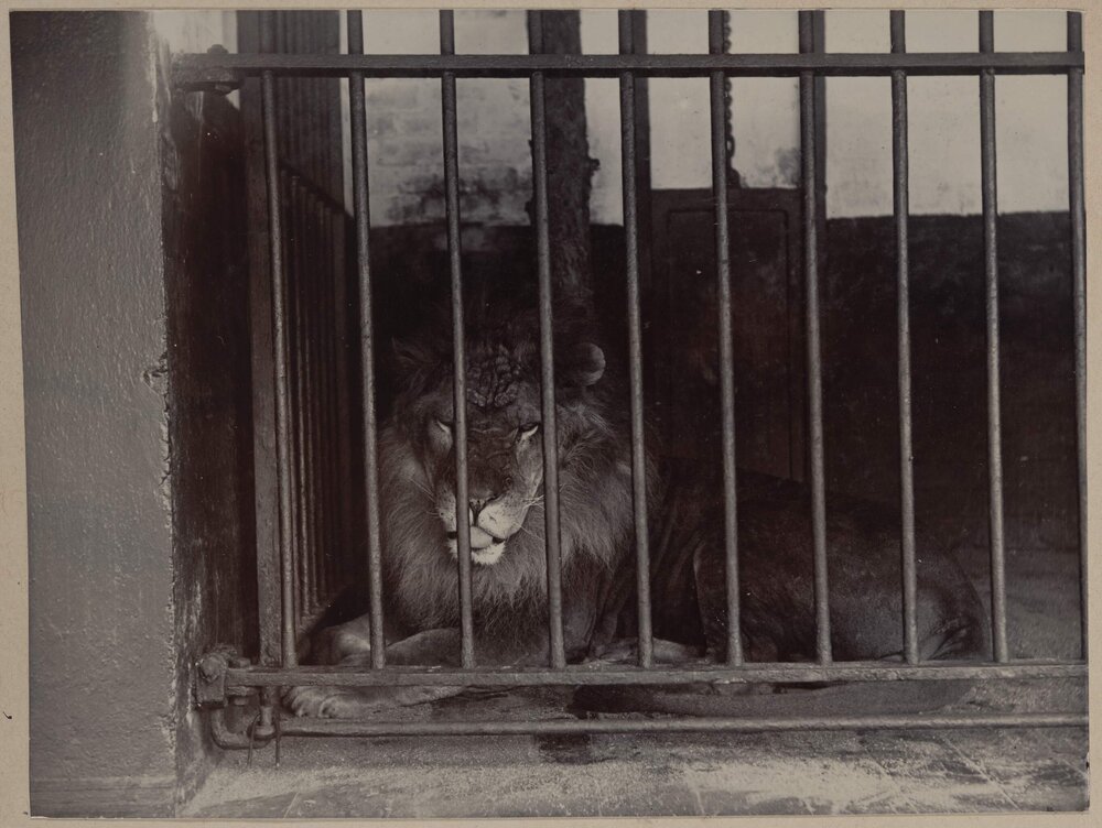 [Melbourne Zoo, lion in cage]