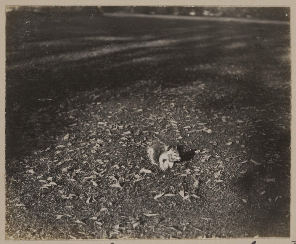 Washington Park - Albany [New York]