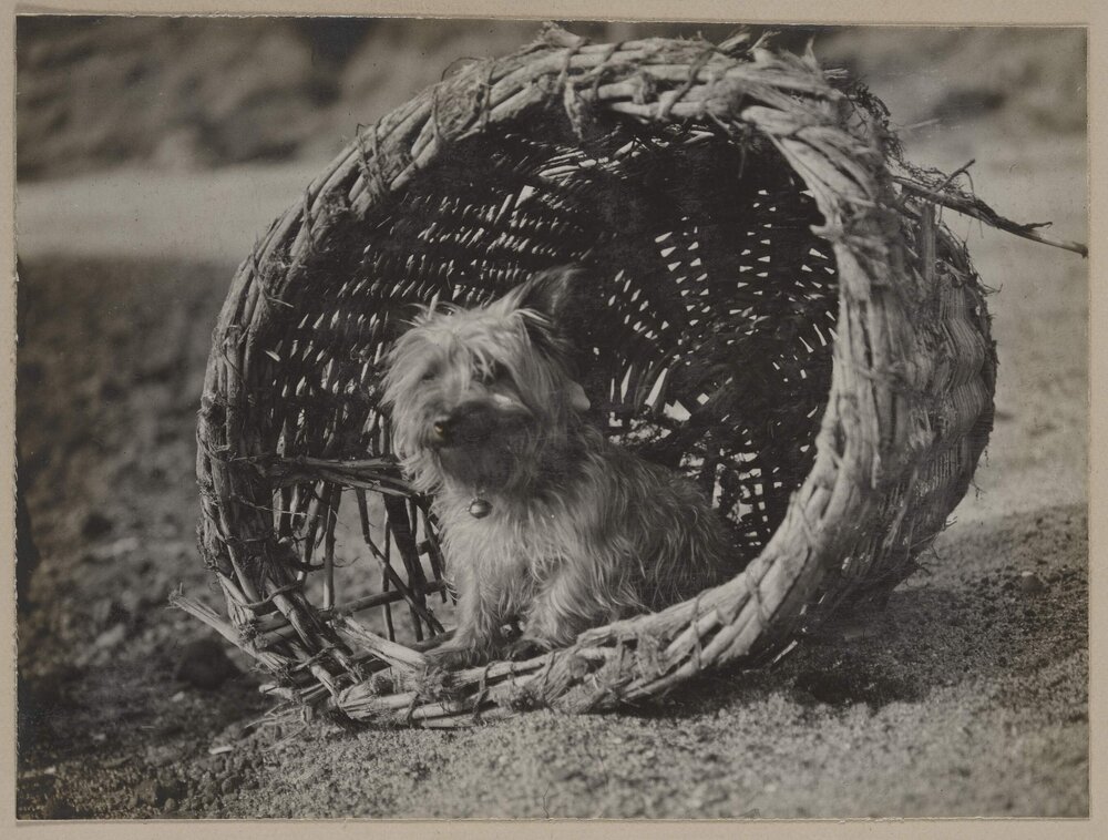 [Small terrier dog in basket]