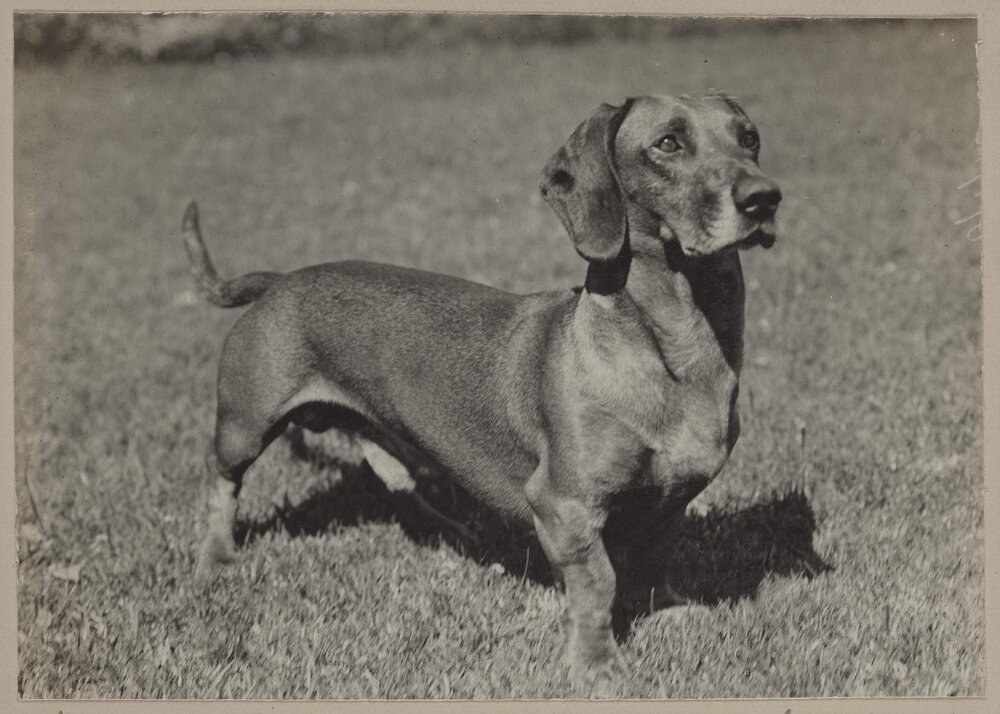 Harleston, "Zig-Zag" [dog]