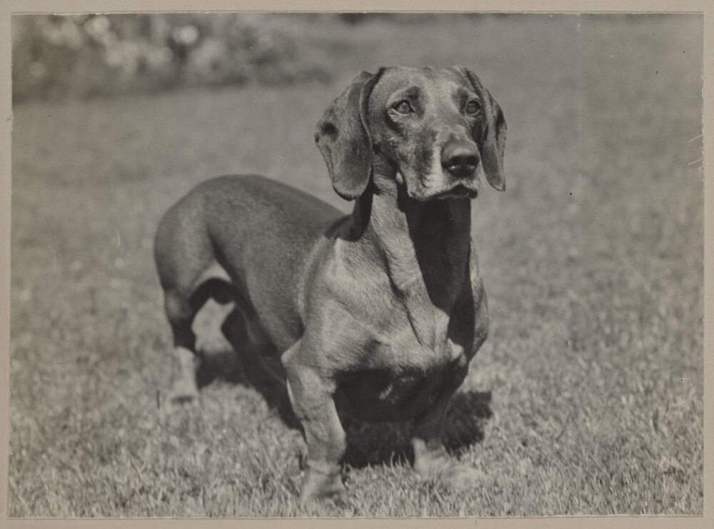 Harleston [Zig-Zag the dog]