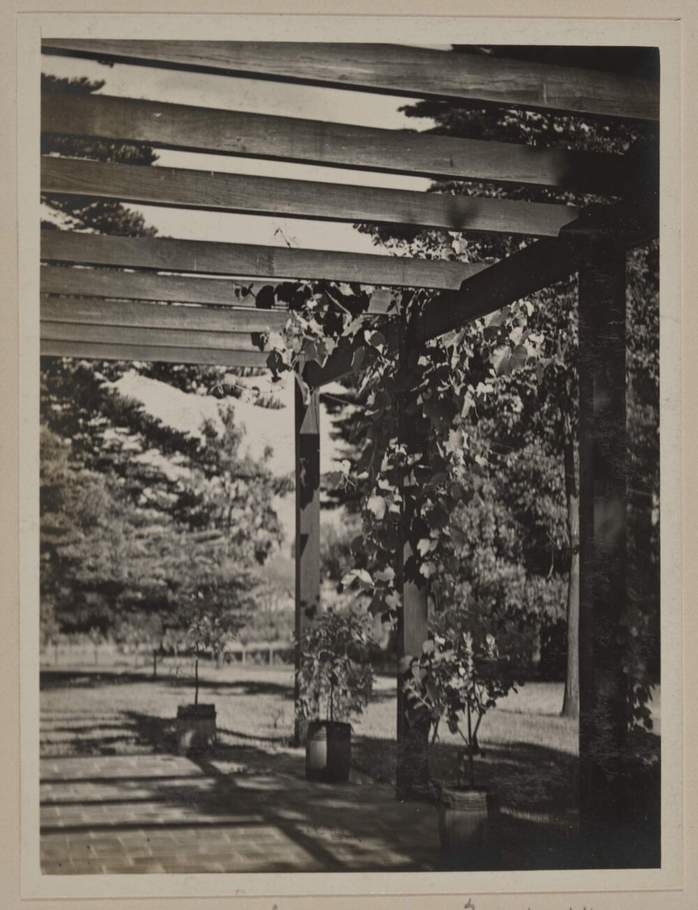 Miegunyah [grape vine arbour]