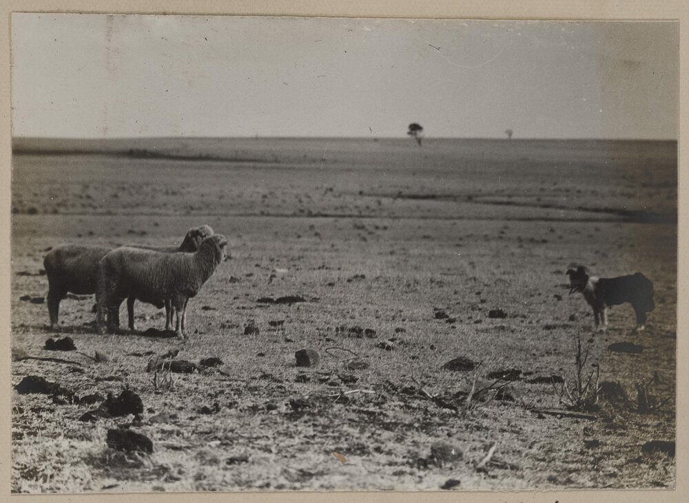 [Sheep in paddock]