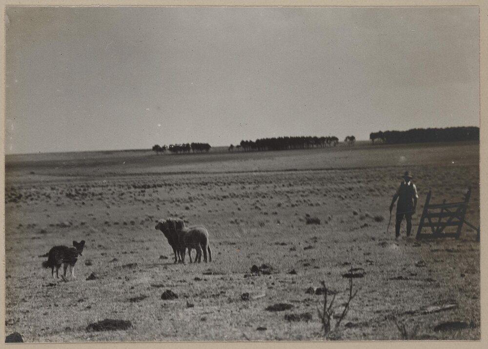 [Man and sheep in paddock]