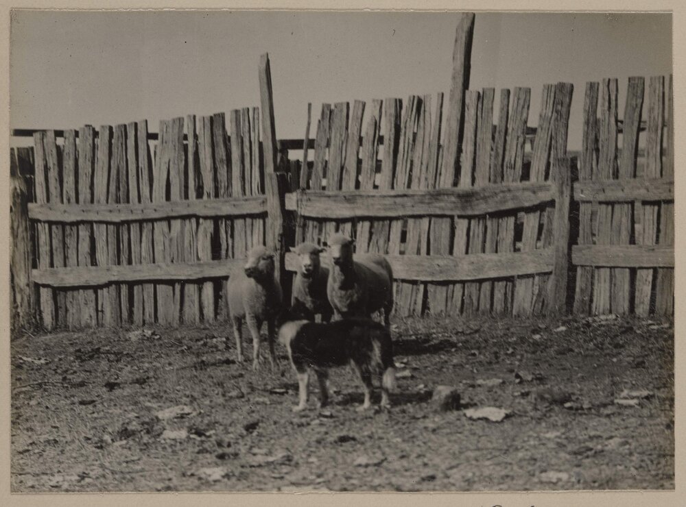 [Sheep in fenced paddock]