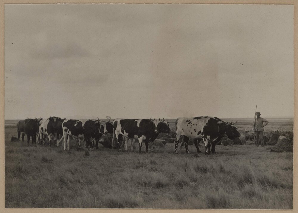 [Cows in paddock]