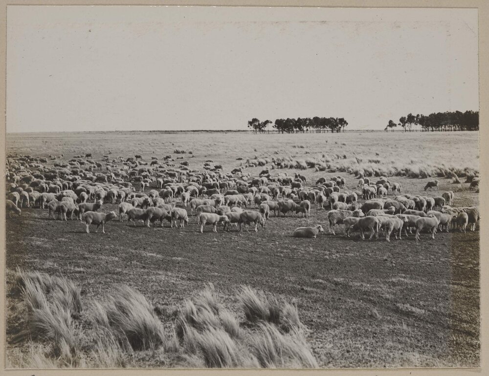 [Sheep in paddock]