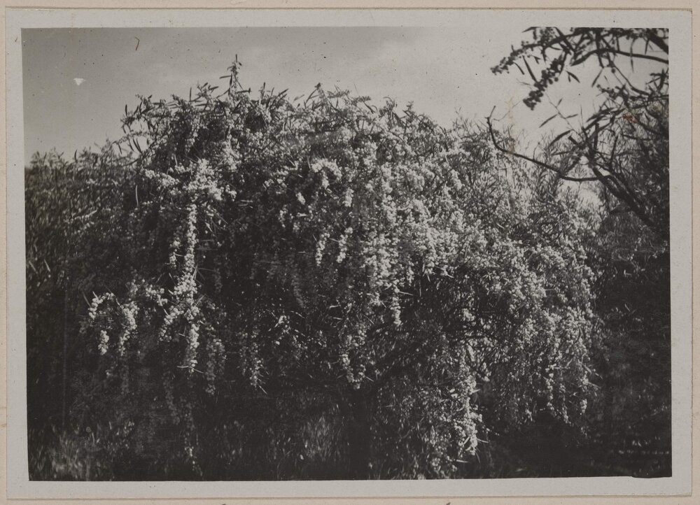 Acacia Saligna, Miegunyah