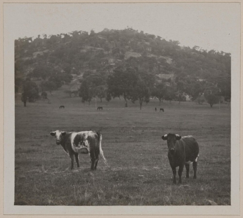 Brae Springs [Albury]