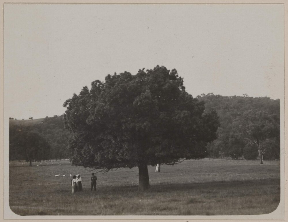 A Currajong, Brae Springs, Albury