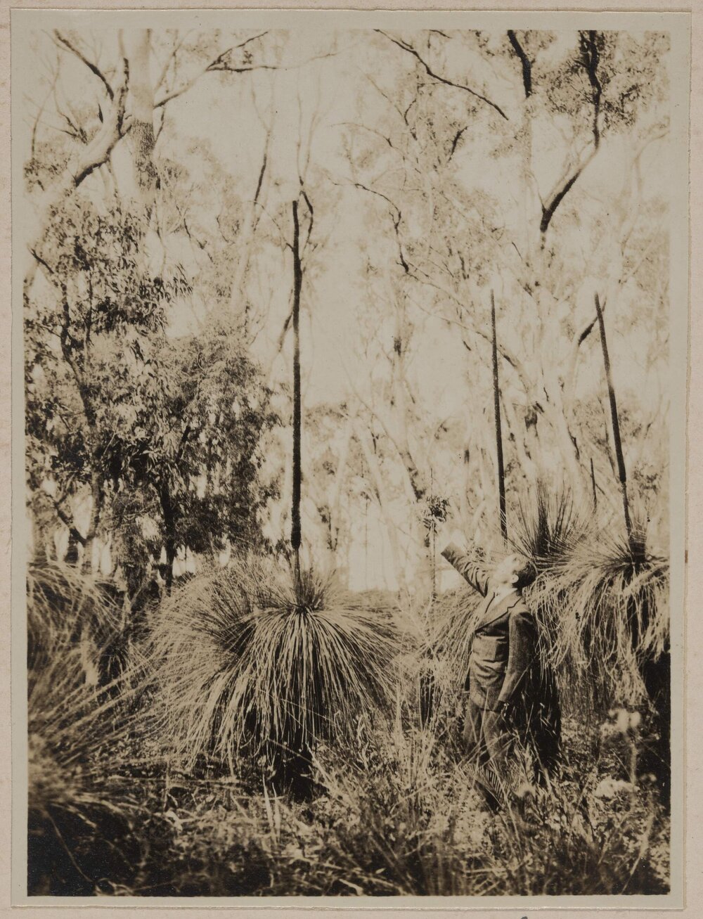 [Grass trees at Lake Preston]