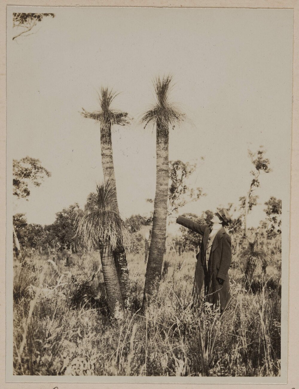 Grass trees, Kingia australis