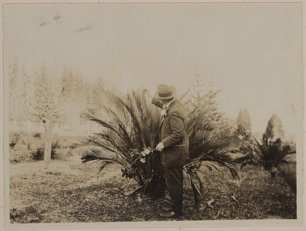 [Man inspecting large palm plant]