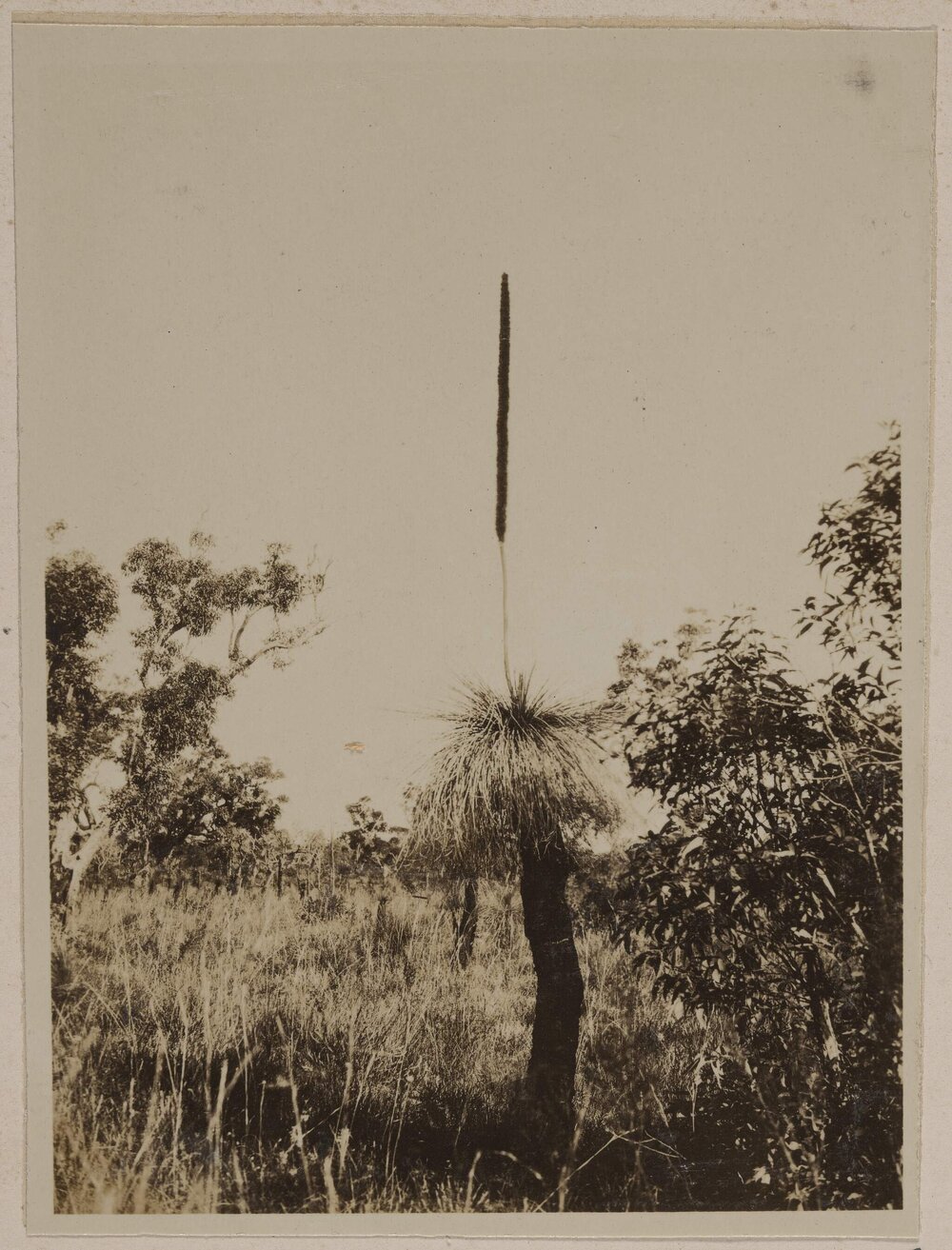 [Grass tree] Xanthorrhea tateana