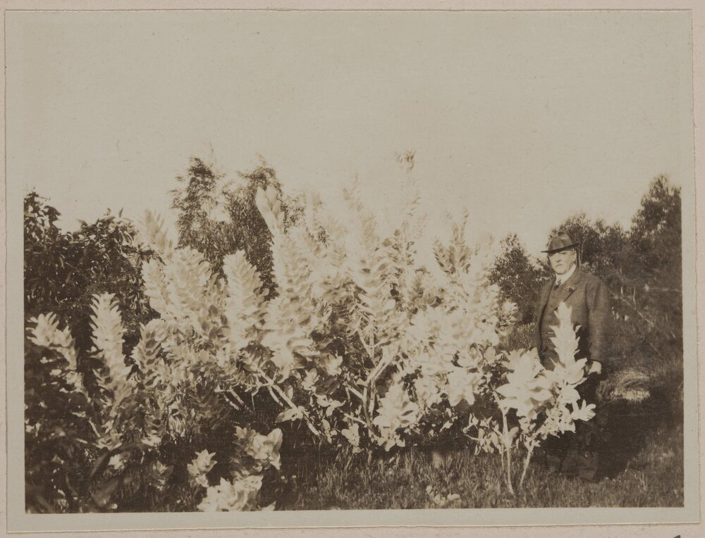 Eucalyptus Macrocarpa