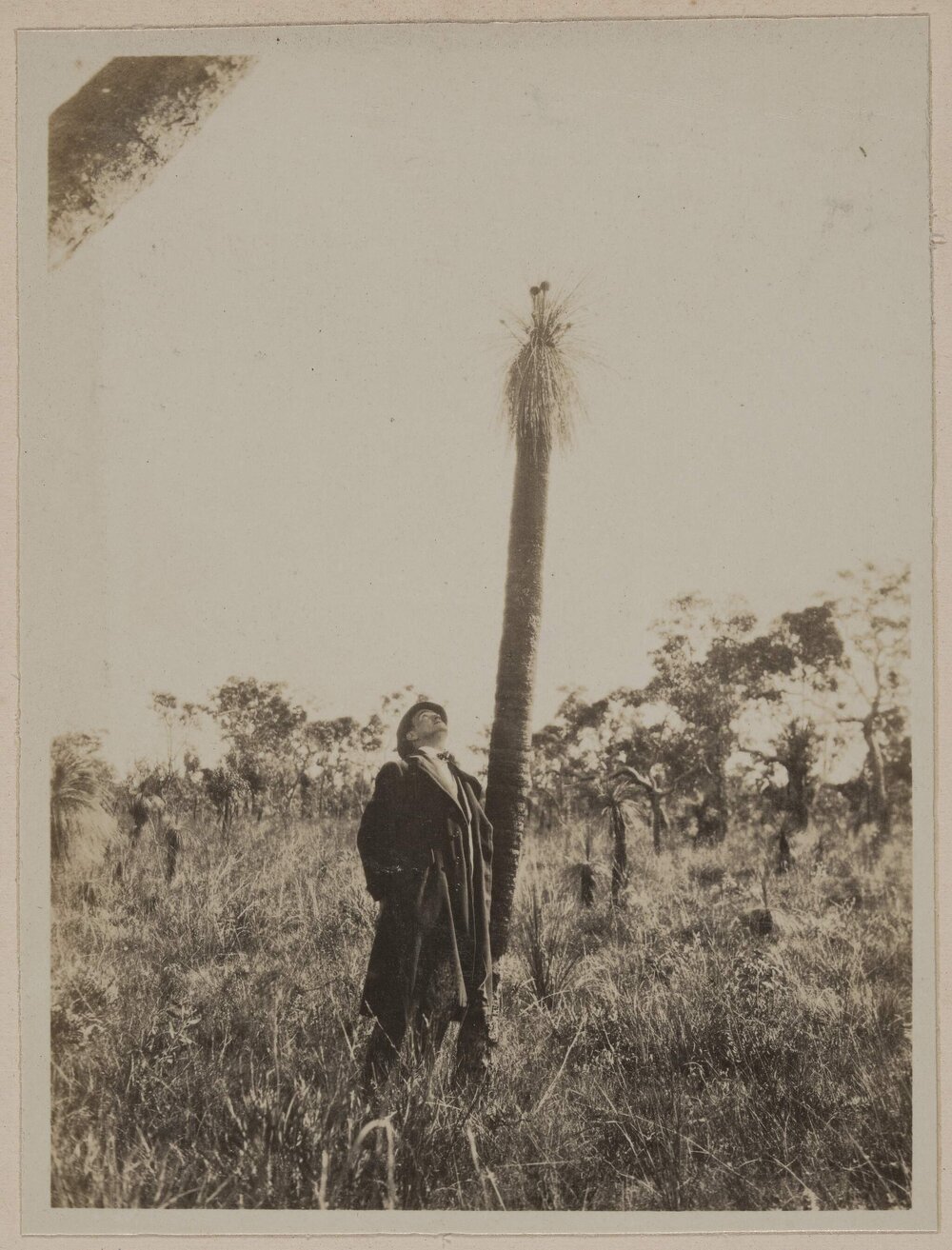 [Man inspecting tall grass tree]