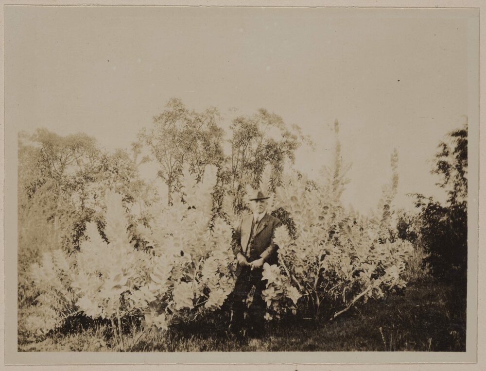 Eucalyptus Macrocarpa at Perth Zoo