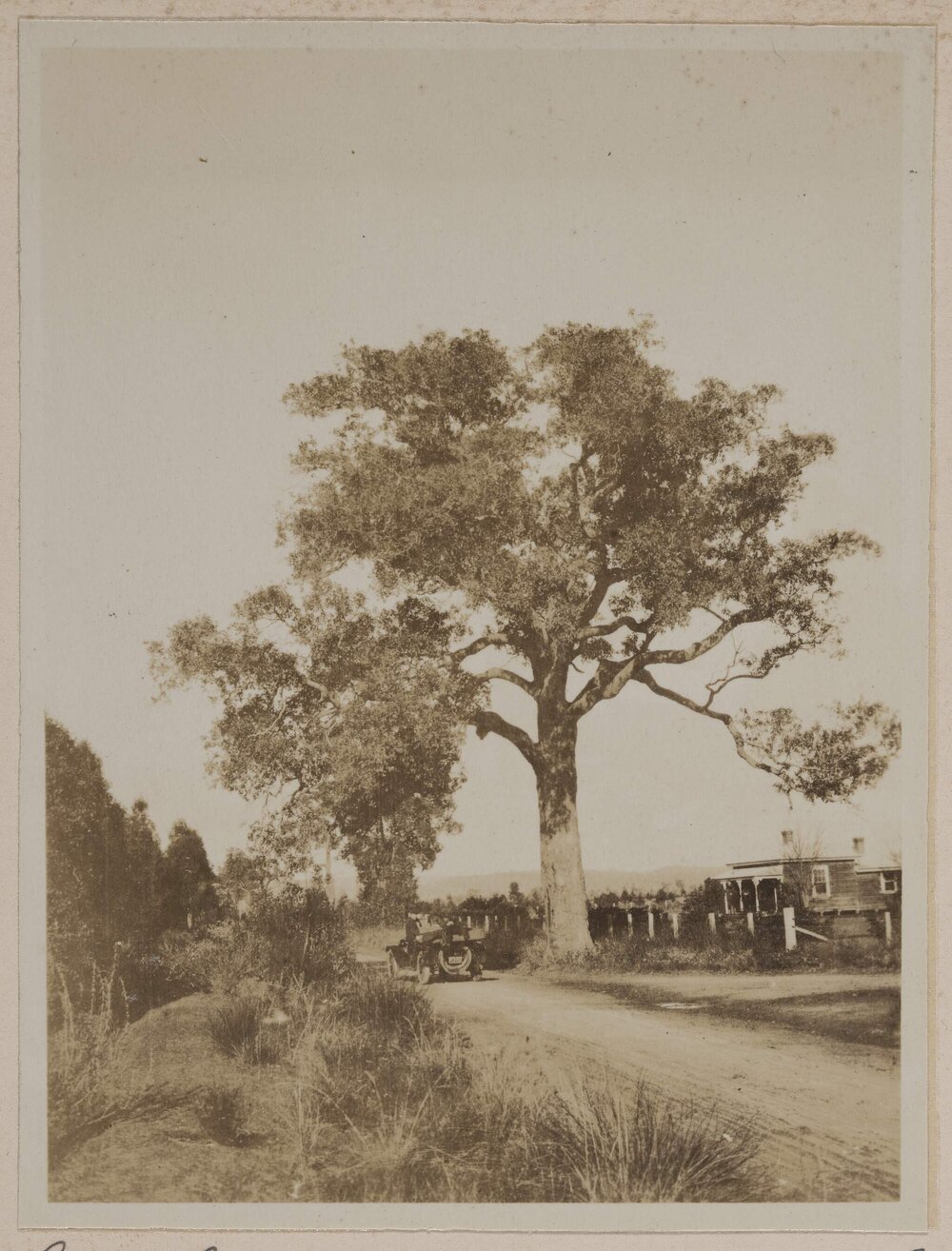 Eucalyptus Calophylla