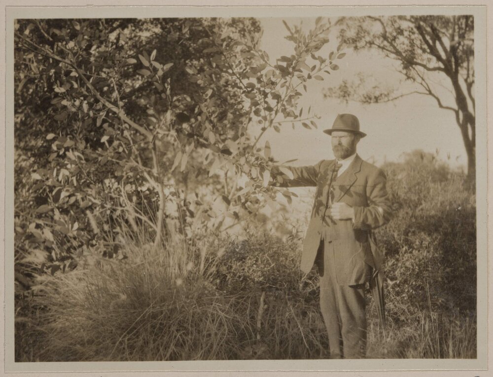 Eucalyptus Preissiana