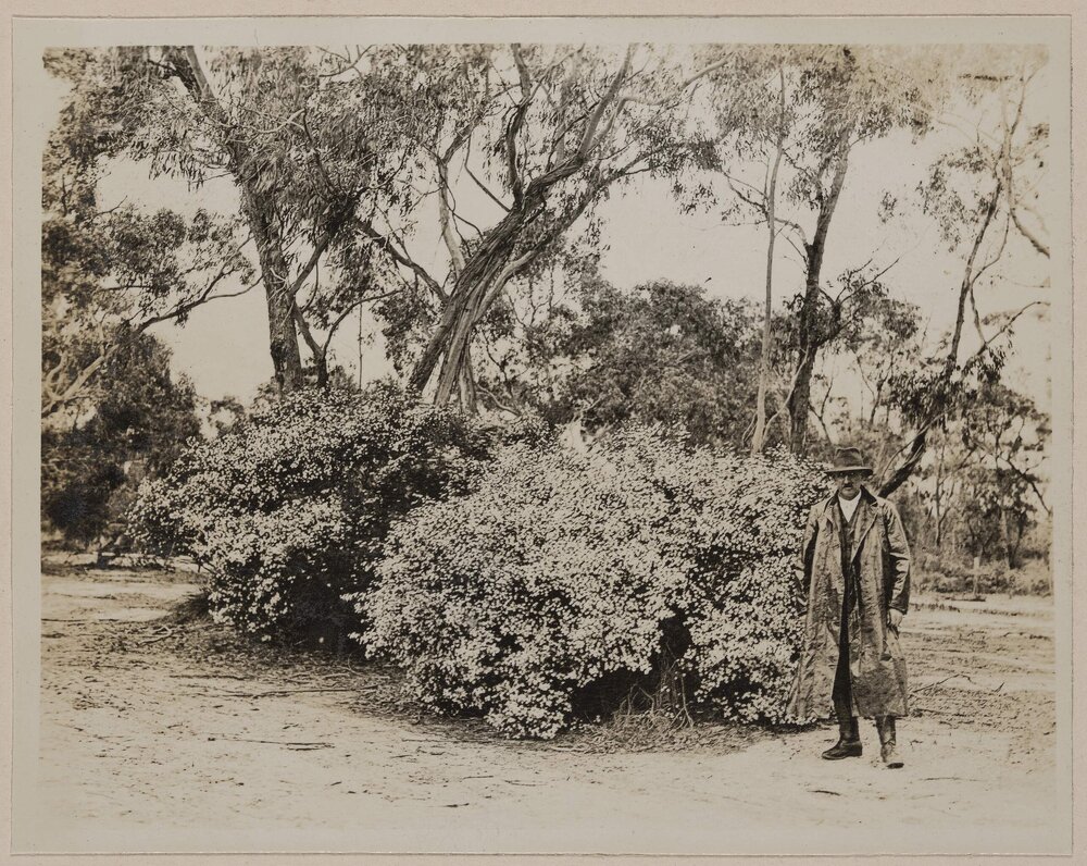 Wedding Bush, Sale - Alberton Road