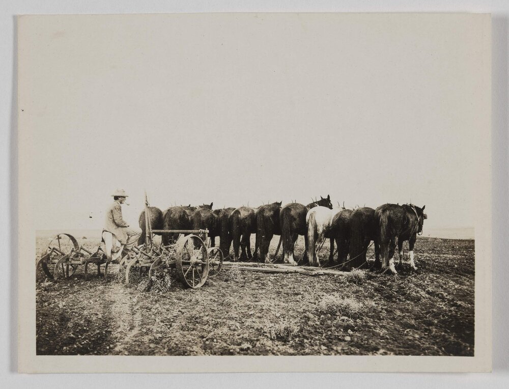 [Man operating horse drawn plough]