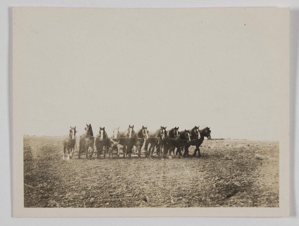 [Horses pulling plough through paddock]