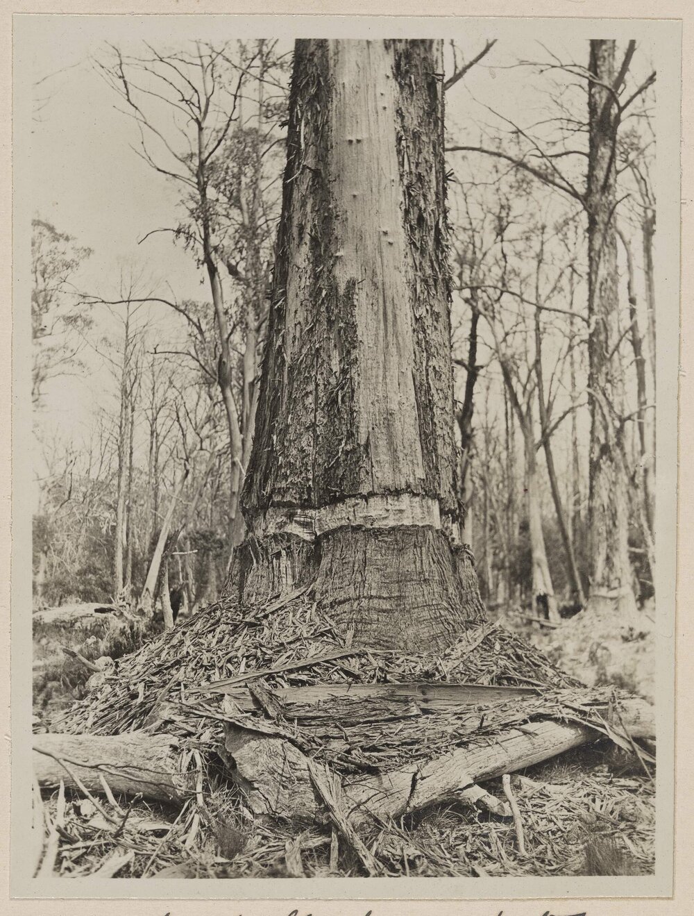 The work of black cockatoos - near Interlaken, Tasmania
