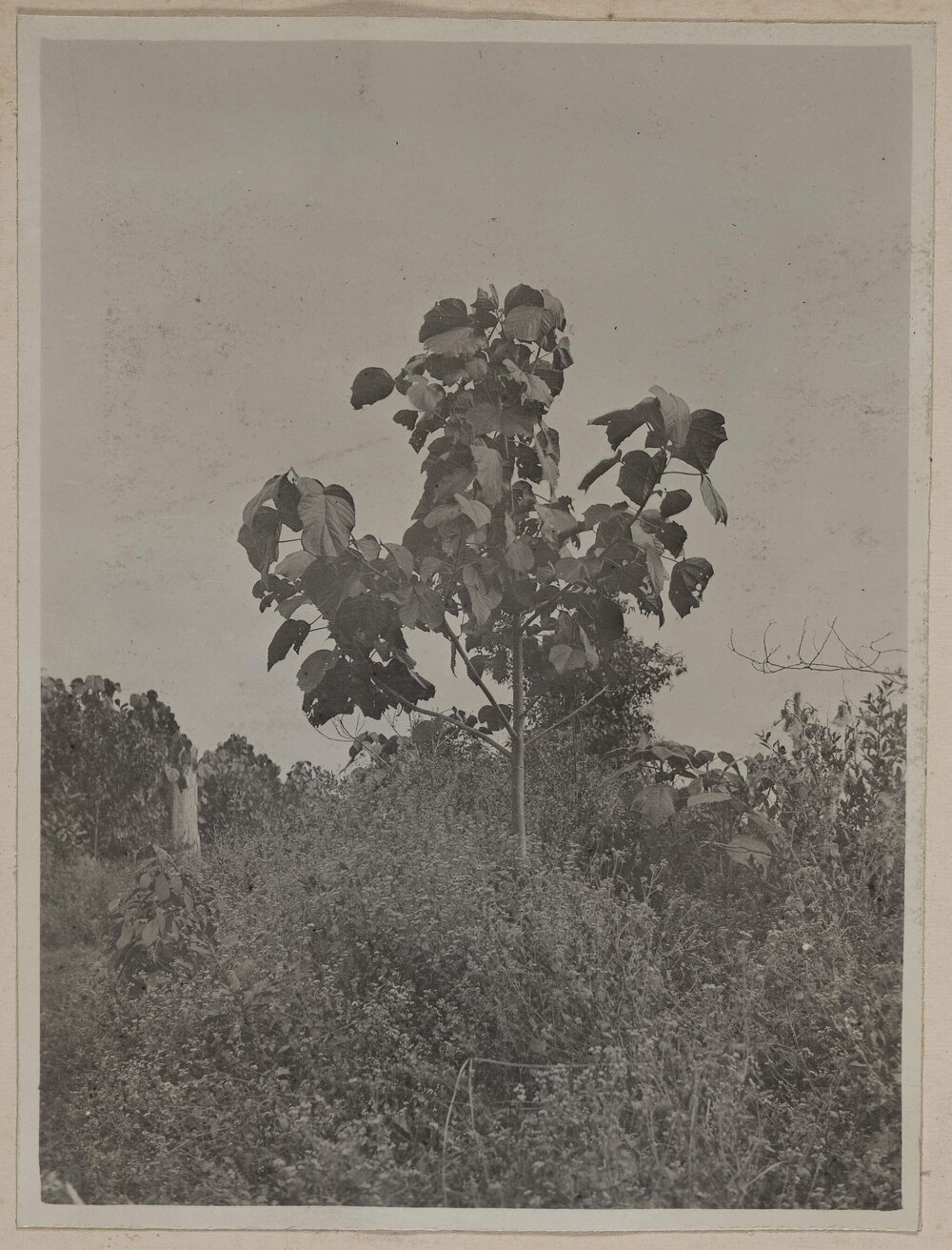 [Tree surrounded by scrub]