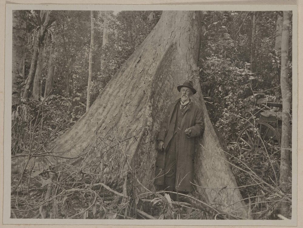 Crow's foot elm [tree]