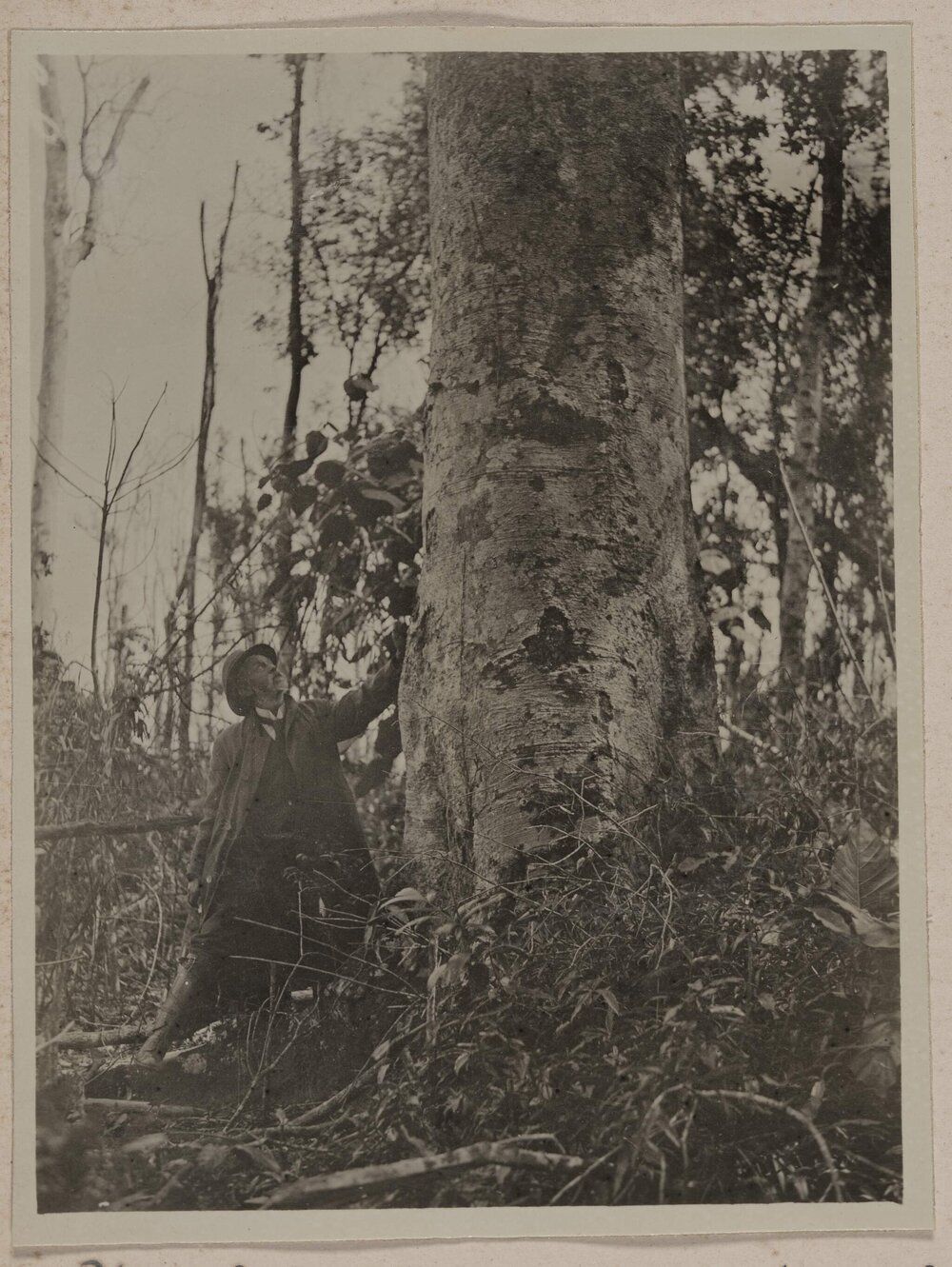 Black Bean [tree], Yungaburra North Queensland