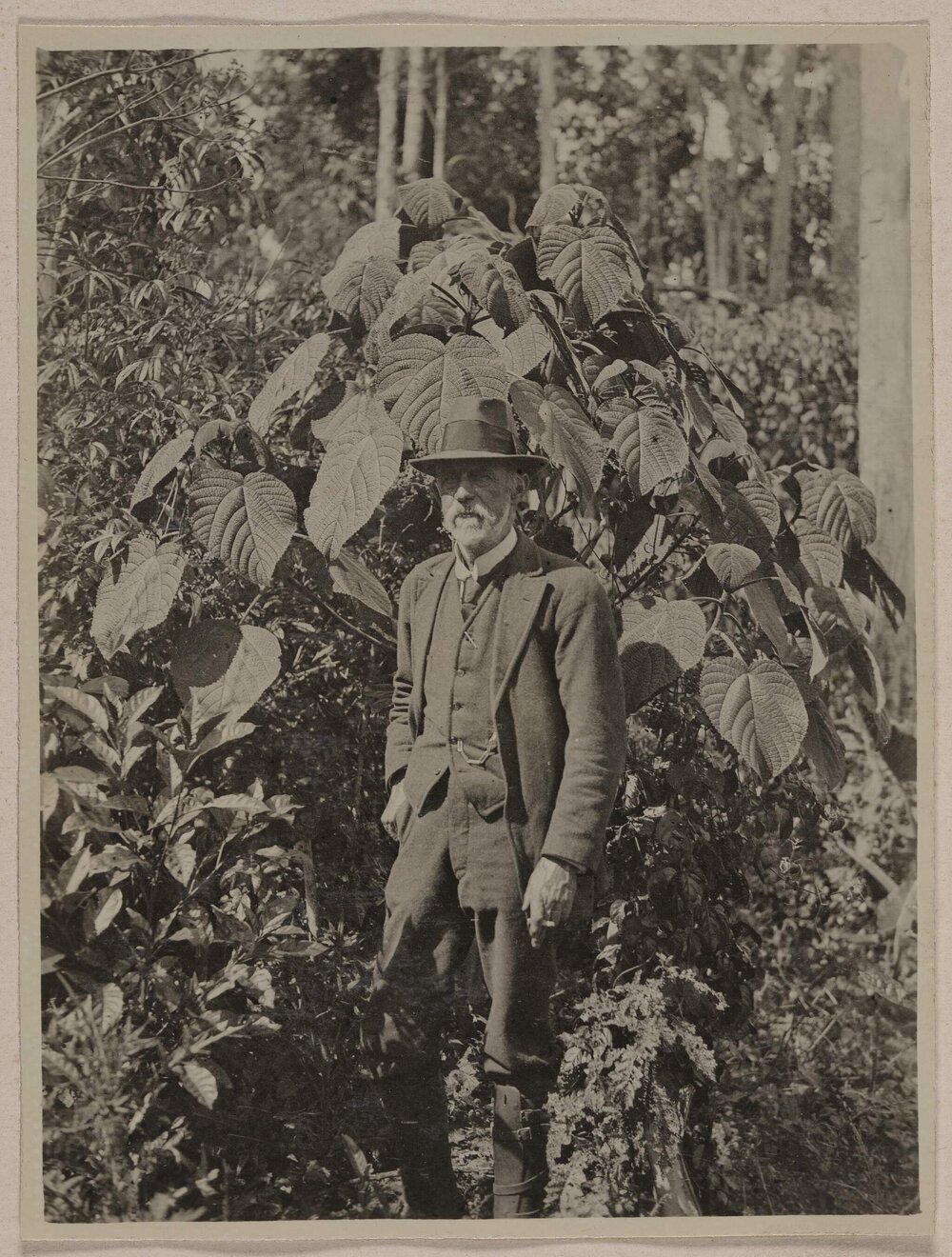 The Giant Nettle [tree], Yungaburra North Queensland