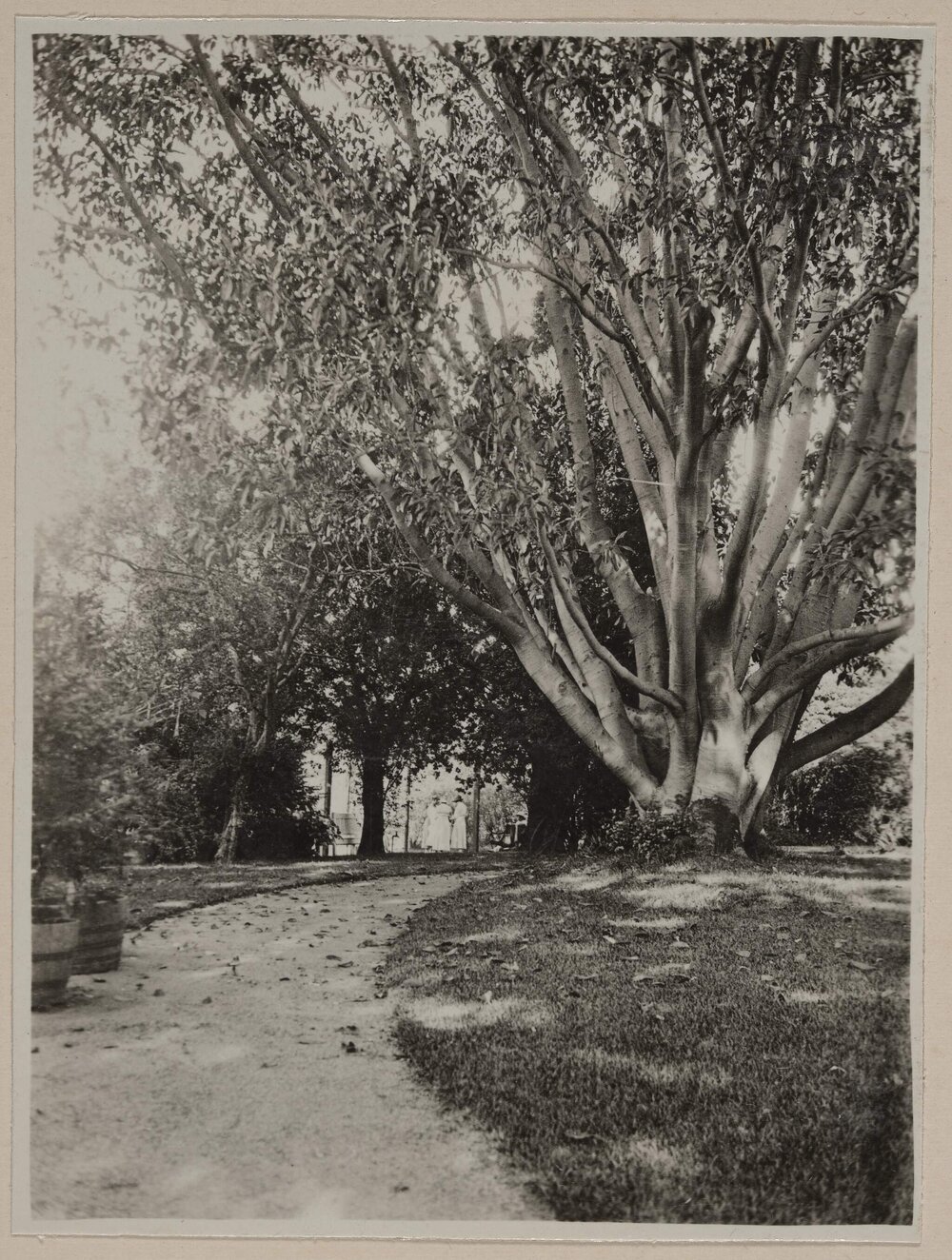 [View of large tree in garden at Miegunyah]