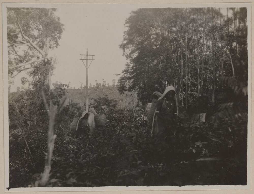 [Tea picking Nuwara Eliya]