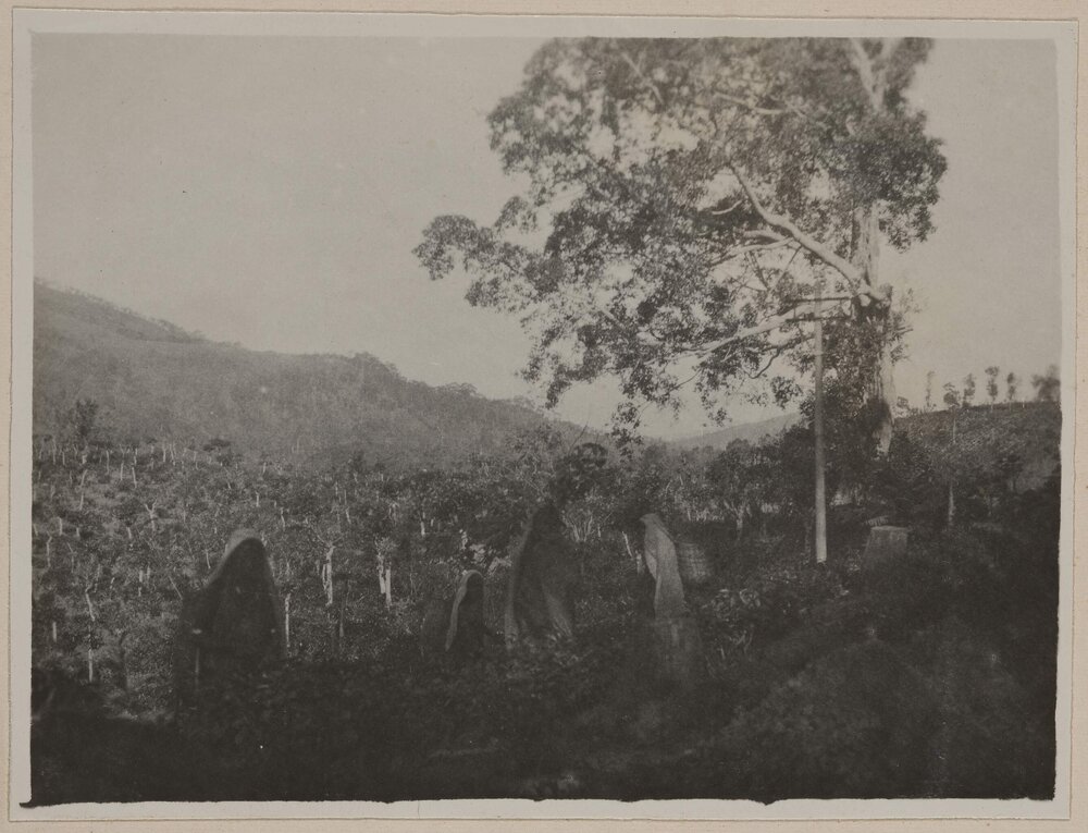 Tea picking, Nuwara Eliya