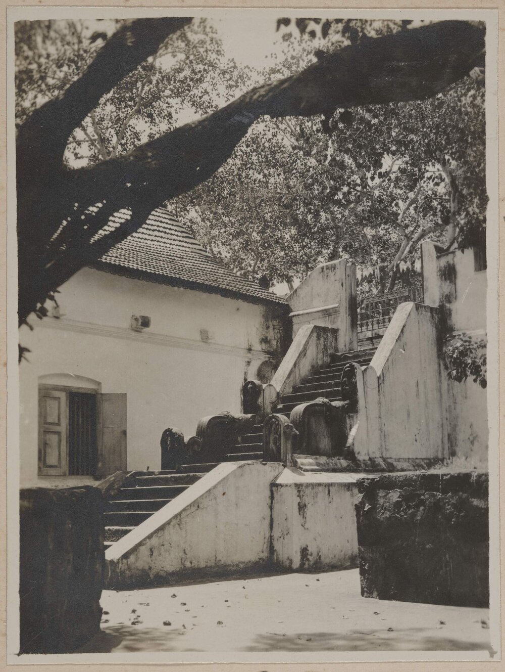 The Sacred Bo Tree (Ficus religiosa) - Anuradhapura
