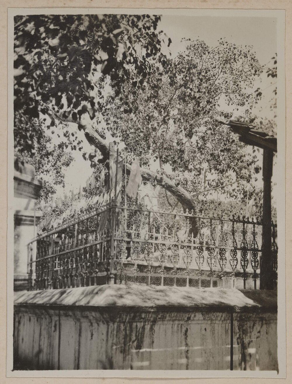 The Sacred Bo Tree (Ficus religiosa) - Anuradhapura